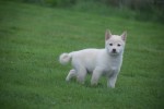 Shiba Inu (reu) 75627
