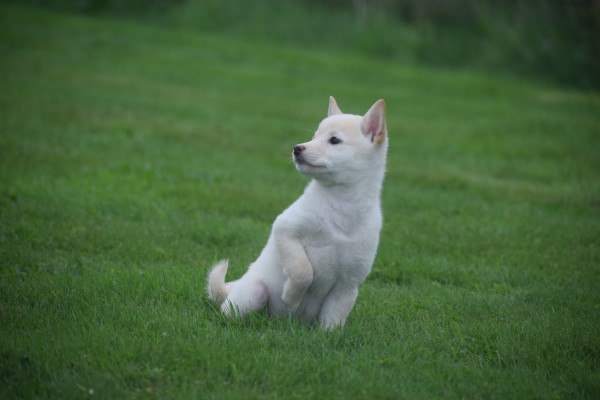 Shiba Inu (reu) 75627