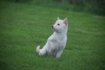Shiba Inu (reu) 75627