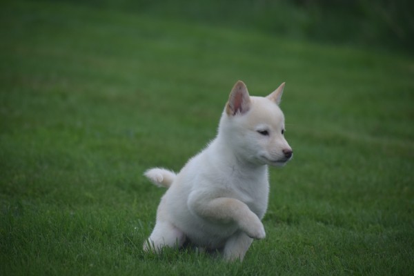 Shiba Inu (reu) 75627