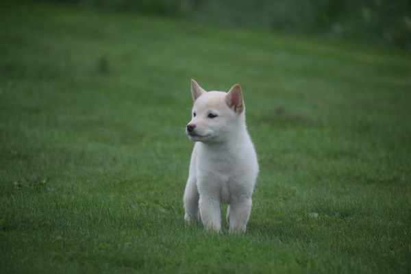 Shiba Inu (reu) 75627