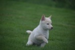 Shiba Inu (reu) 75627