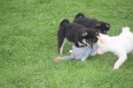 Shiba Inu (reu) 75627