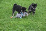 Shiba Inu (reu) 75621