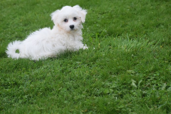 Bichon maltais (reu) 85277