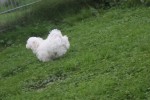 Bichon maltais (reu) 85277