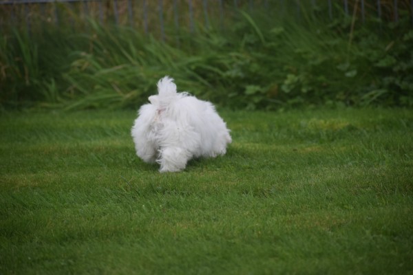 Bichon maltais (reu) 85277