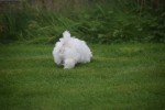 Bichon maltais (reu) 85277