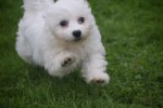 Bichon maltais (reu) 85277