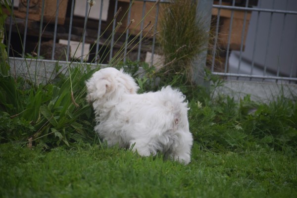 Bichon maltais (reu) 85277