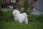 Bichon maltais (reu) 85277