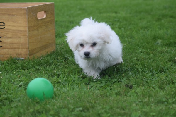 Bichon maltais (reu) 85435