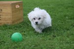 Bichon maltais (reu) 85435