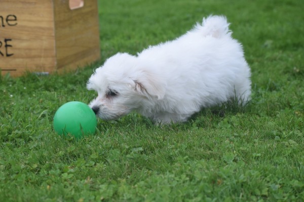 Bichon maltais (reu) 85435