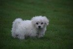 Bichon maltais (reu) 85435