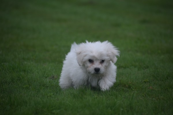 Bichon maltais (reu) 85435