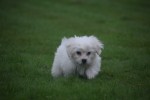 Bichon maltais (reu) 85435