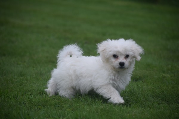 Bichon maltais (reu) 85435
