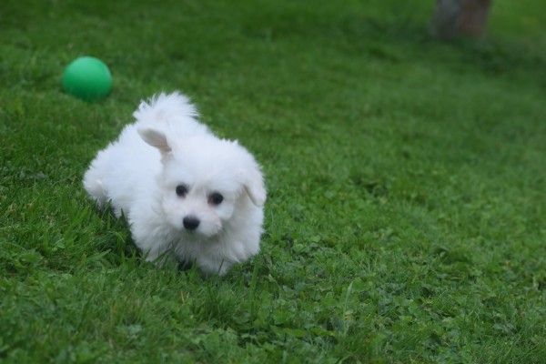 Bichon maltais (teef) 85269