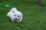 Bichon maltais (teef) 85269