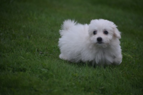 Bichon maltais (teef) 85269