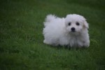 Bichon maltais (teef) 85269