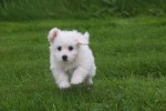 Bichon maltais (teef) 85269