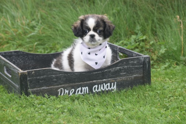 Shih Tzu Mix (teef) 41853