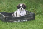 Shih Tzu Mix (teef) 41853