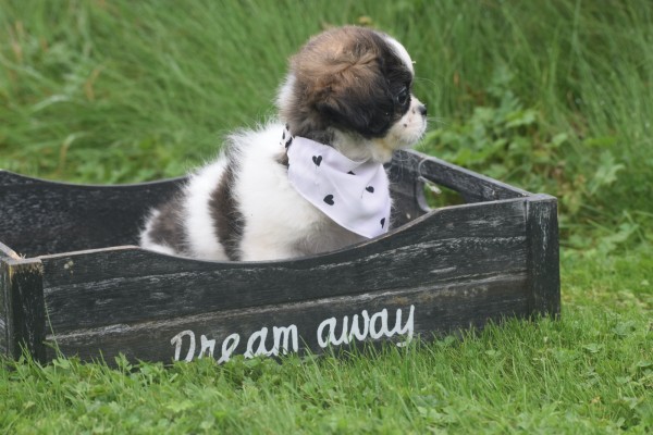 Shih Tzu Mix (teef) 41853