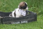 Shih Tzu Mix (teef) 41853