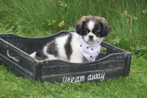 Shih Tzu Mix (teef) 41853