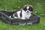 Shih Tzu Mix (teef) 41853