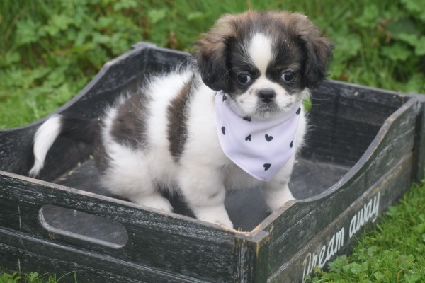 Shih Tzu Mix (teef) 41853