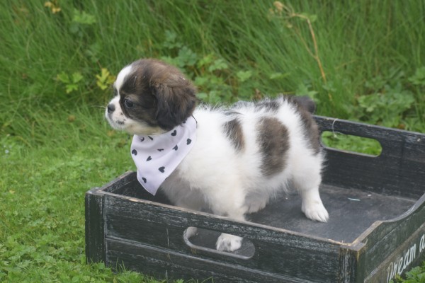 Shih Tzu Mix (teef) 41853