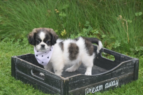 Shih Tzu Mix (teef) 41853