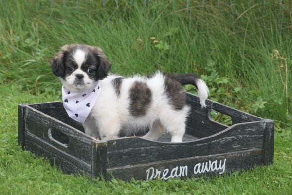 Shih Tzu Mix (teef) 41853