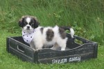 Shih Tzu Mix (teef) 41853