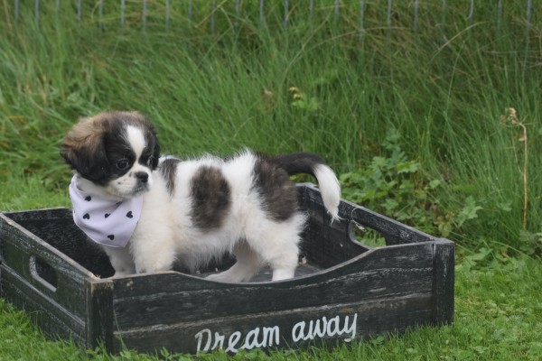 Shih Tzu Mix (teef) 41853
