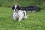 Shih Tzu Mix (teef) 41853