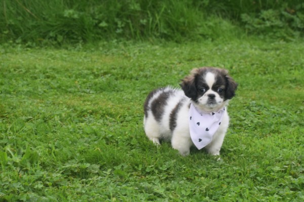 Shih Tzu Mix (teef) 41853