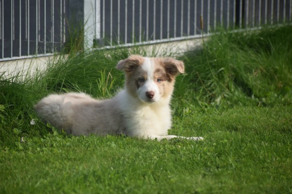 Border Collie (teef) 67687