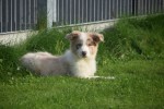 Border Collie (teef) 67687