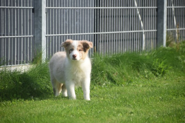 Border Collie (teef) 67687