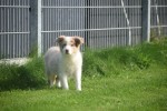 Border Collie (teef) 67687