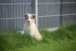 Border Collie (teef) 67687