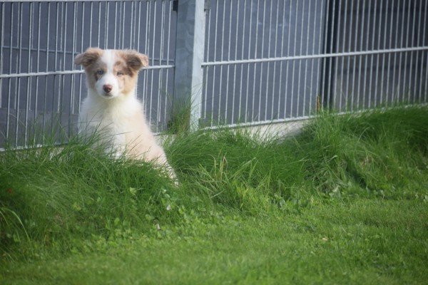 Border Collie (teef) 67687