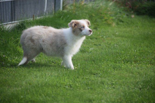 Border Collie (teef) 67687