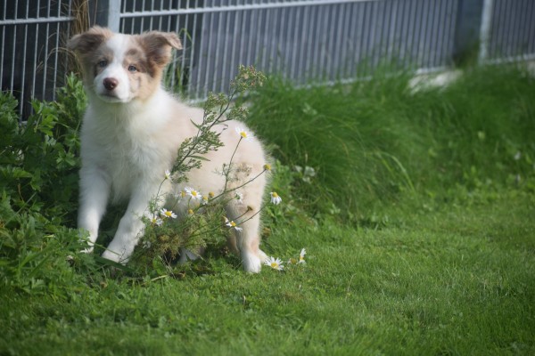 Border Collie (teef) 67687