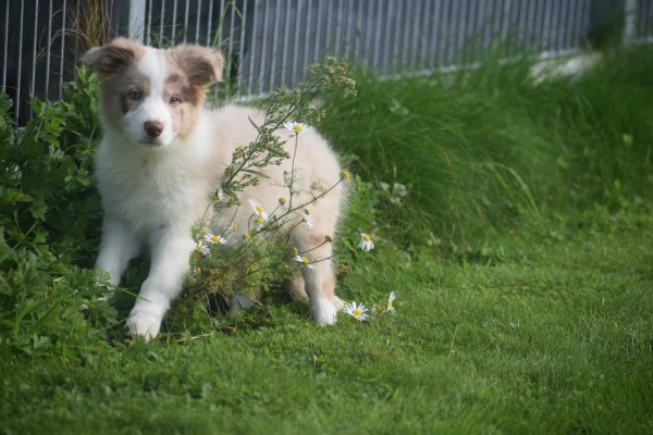Border Collie (teef) 67687